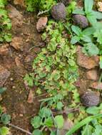 Image of Riccia gougetiana Durieu & Mont.