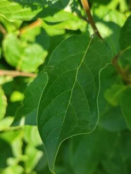 Image of Syringa henryi C. K. Schneid.