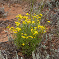 Senecio spanomerus I. Thomps. resmi