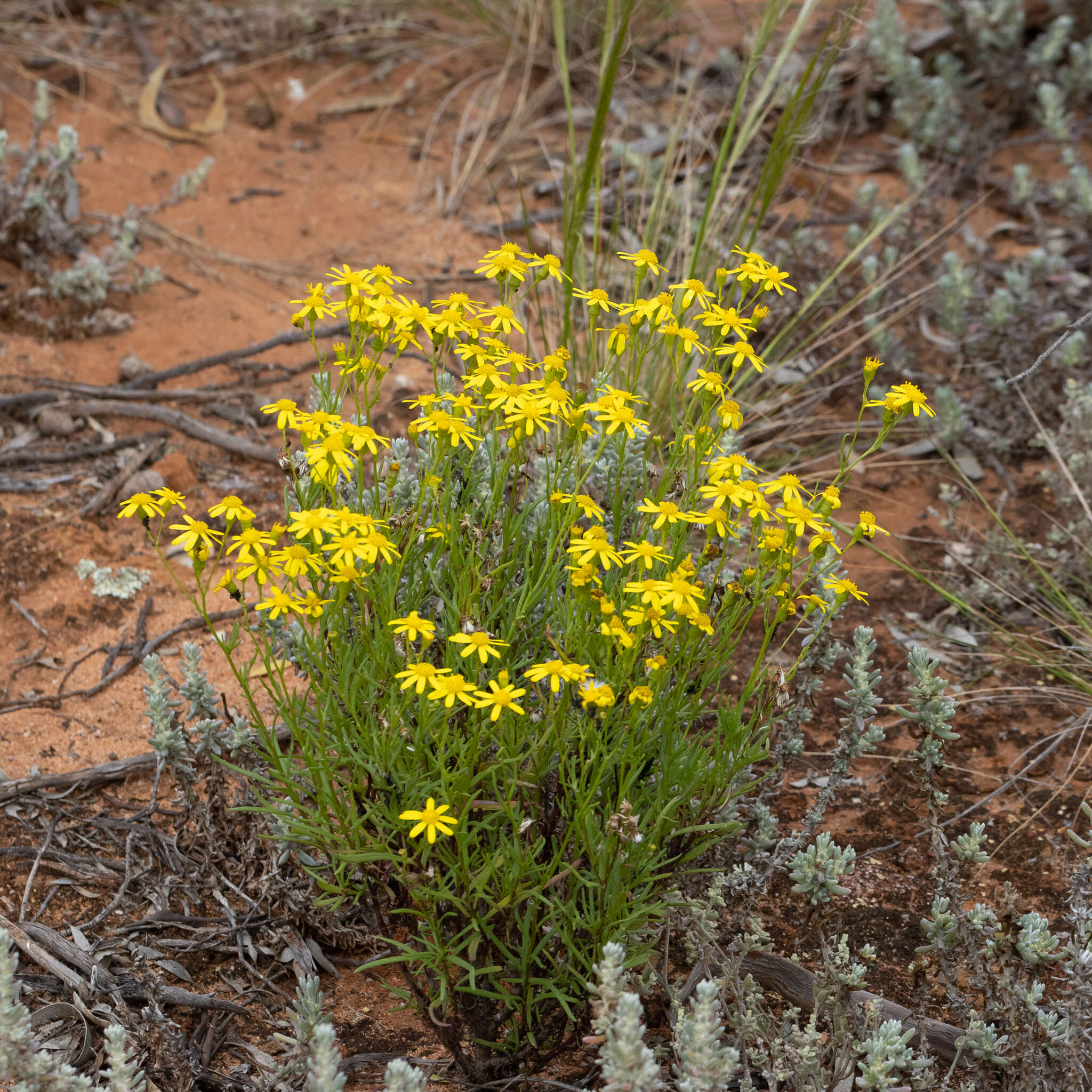 Senecio spanomerus I. Thomps. resmi