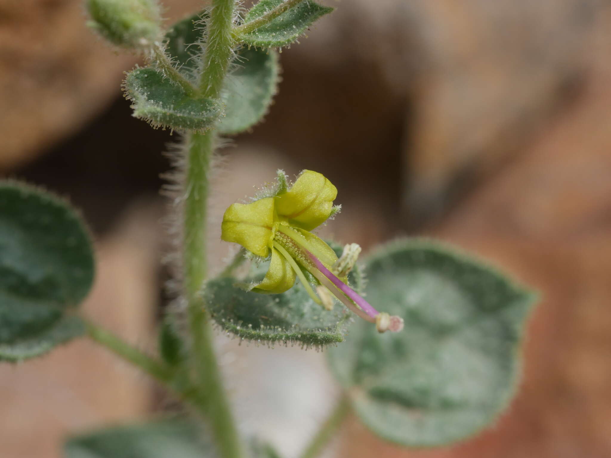 Image of Cleome dolichostyla Jafri