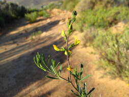 Image of <i>Melolobium lampolobum</i>