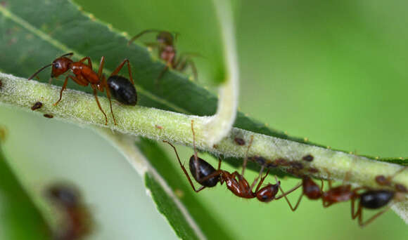 Image of Florida Carpenter Ant