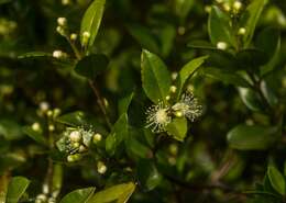 Image of Gossia fragrantissima (F. Müll. ex Benth.) N. Snow & Guymer