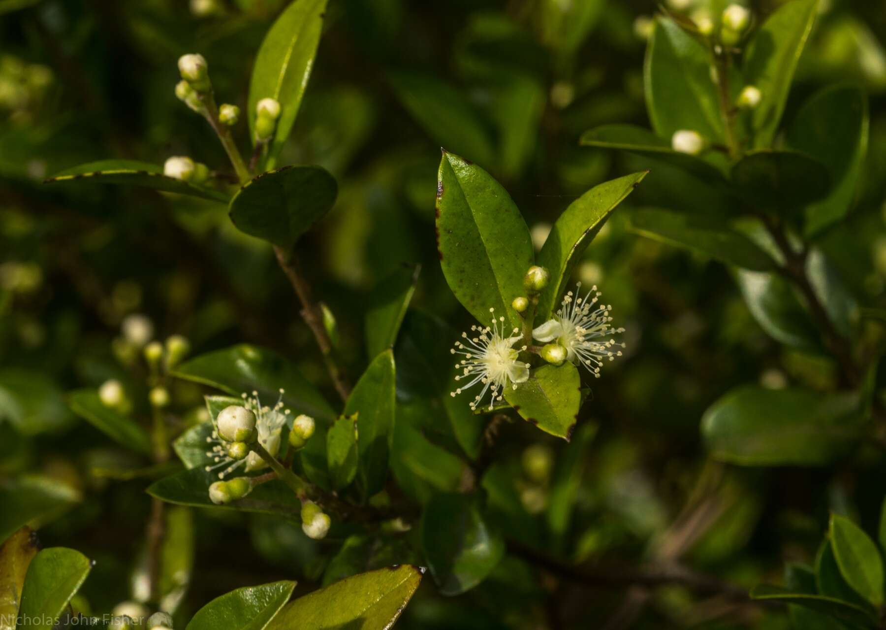 Image of Gossia fragrantissima (F. Müll. ex Benth.) N. Snow & Guymer