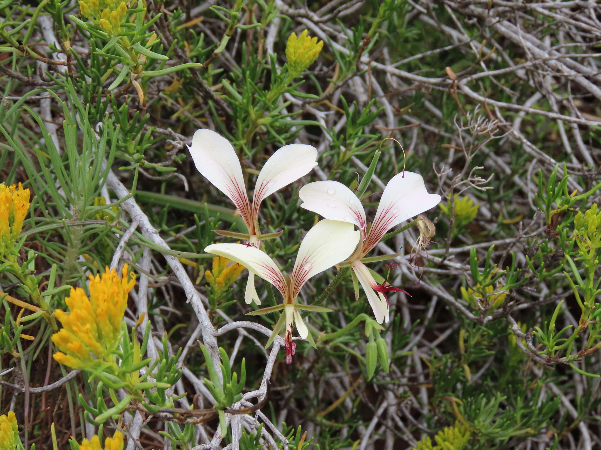 Image of Pelargonium tetragonum (L. fil.) L'Her.