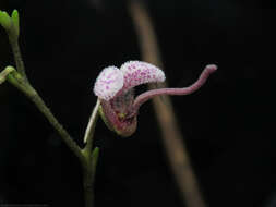 Image of Scaphosepalum lima (F. Lehm. & Kraenzl.) Schltr.