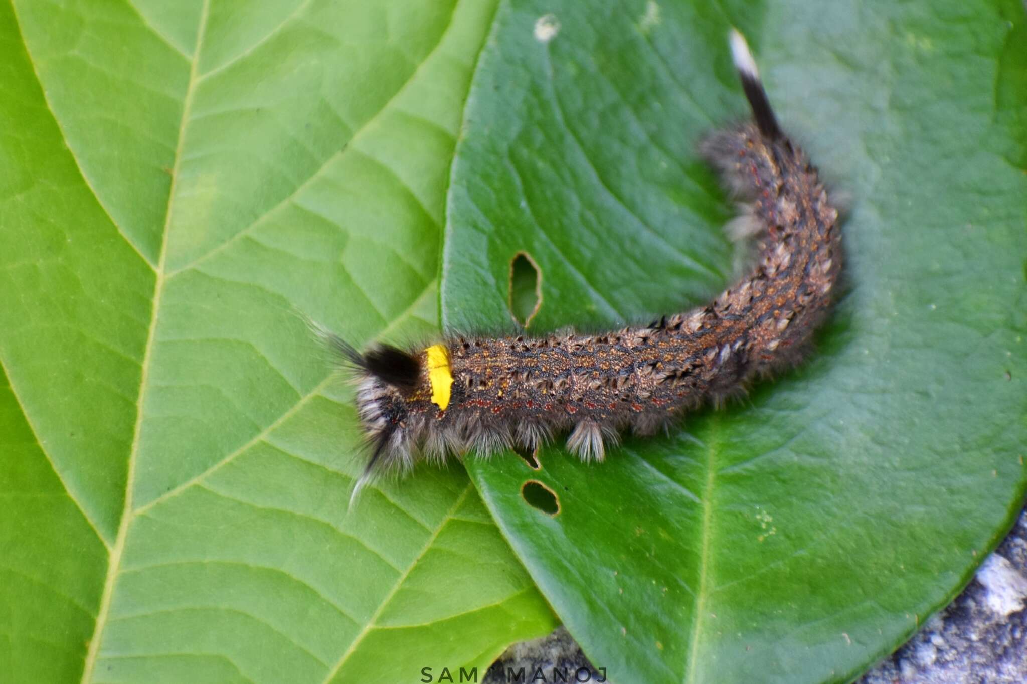 Слика од Euthrix isocyma Hampson 1892