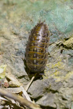 Image of Porcellio orarum Verhoeff 1910