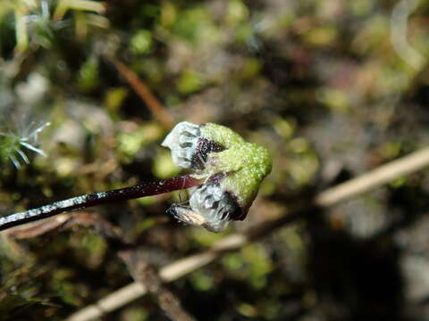 Image of Asterella drummondii (Taylor) R. M. Schust. ex D. G. Long