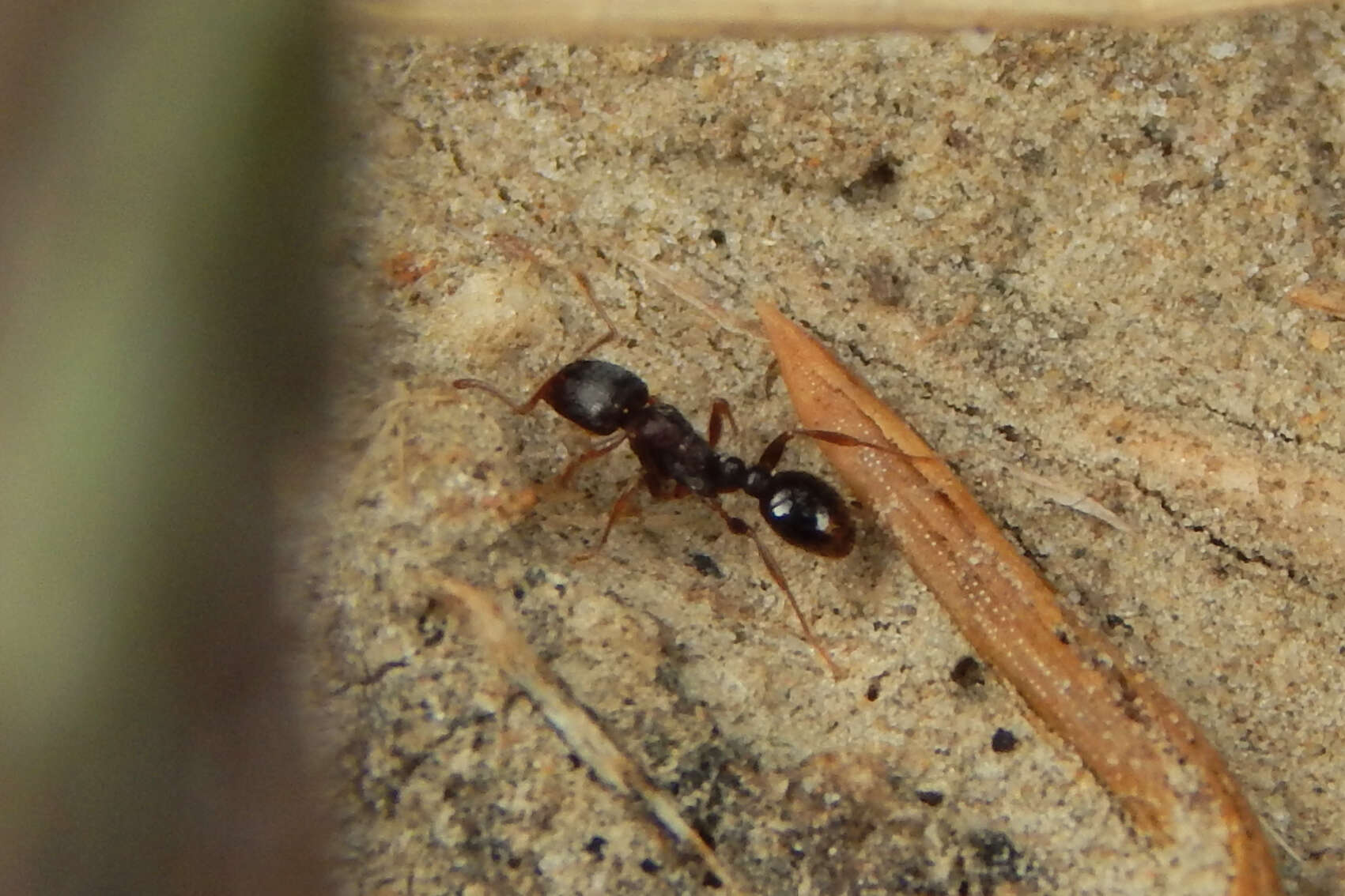 Image of Pavement ant