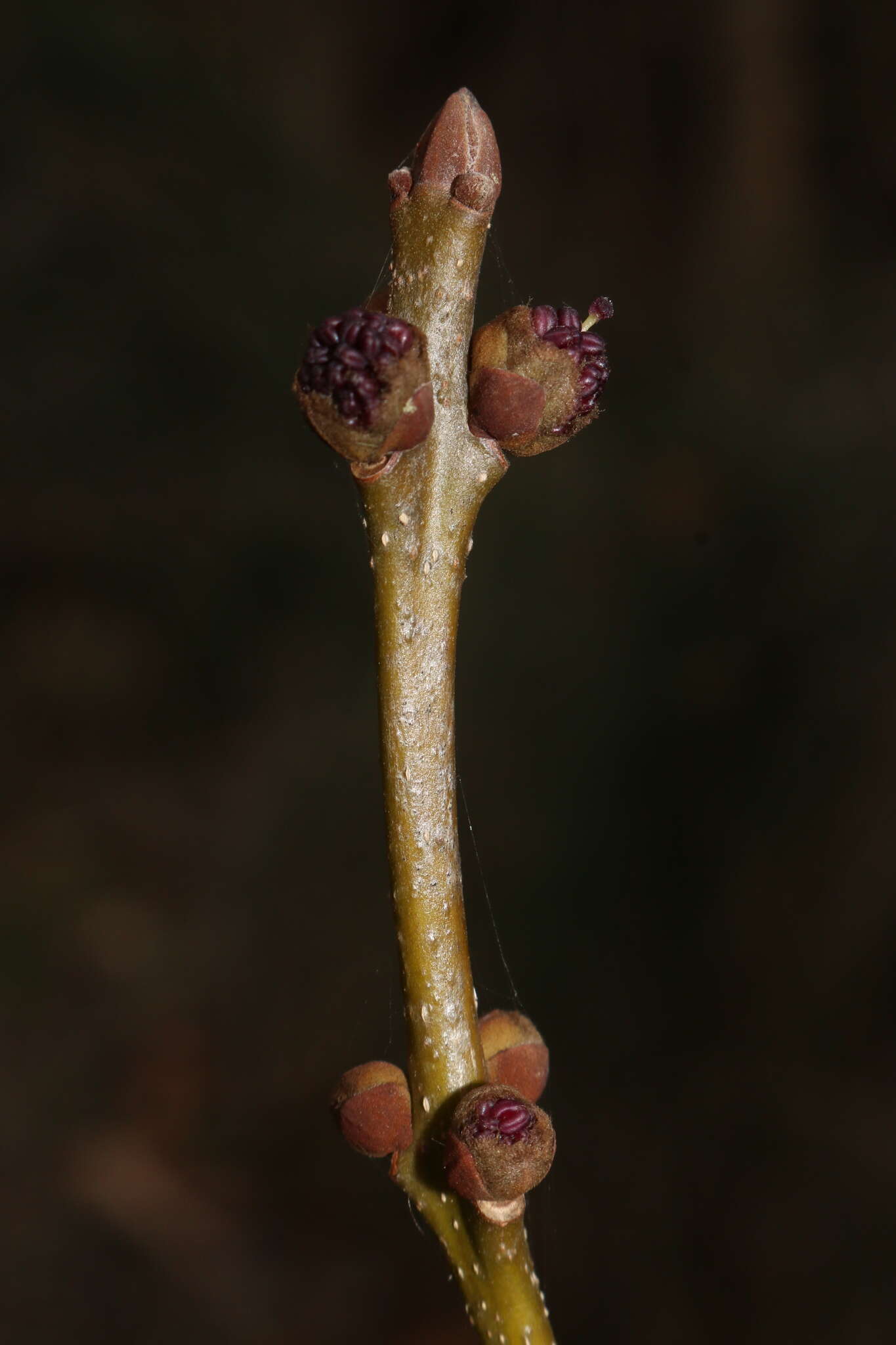 Image of Fraxinus angustifolia subsp. angustifolia