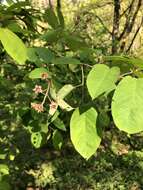 Image de Amelanchier lamarckii F. G. Schroed.