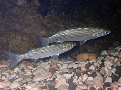 Image of Golden Grey Mullet