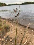 Слика од Coleataenia rigidula (Bosc ex Nees) Le Blond