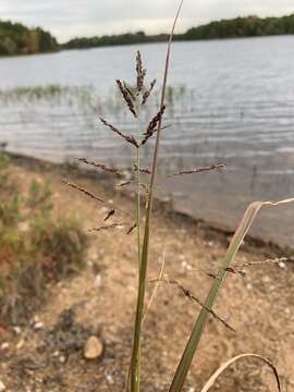 Image of Red-Top Cut-Throat Grass