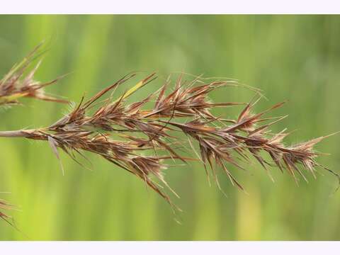 Themeda quadrivalvis (L.) Kuntze resmi