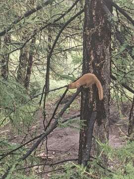 Image of Siberian Weasel