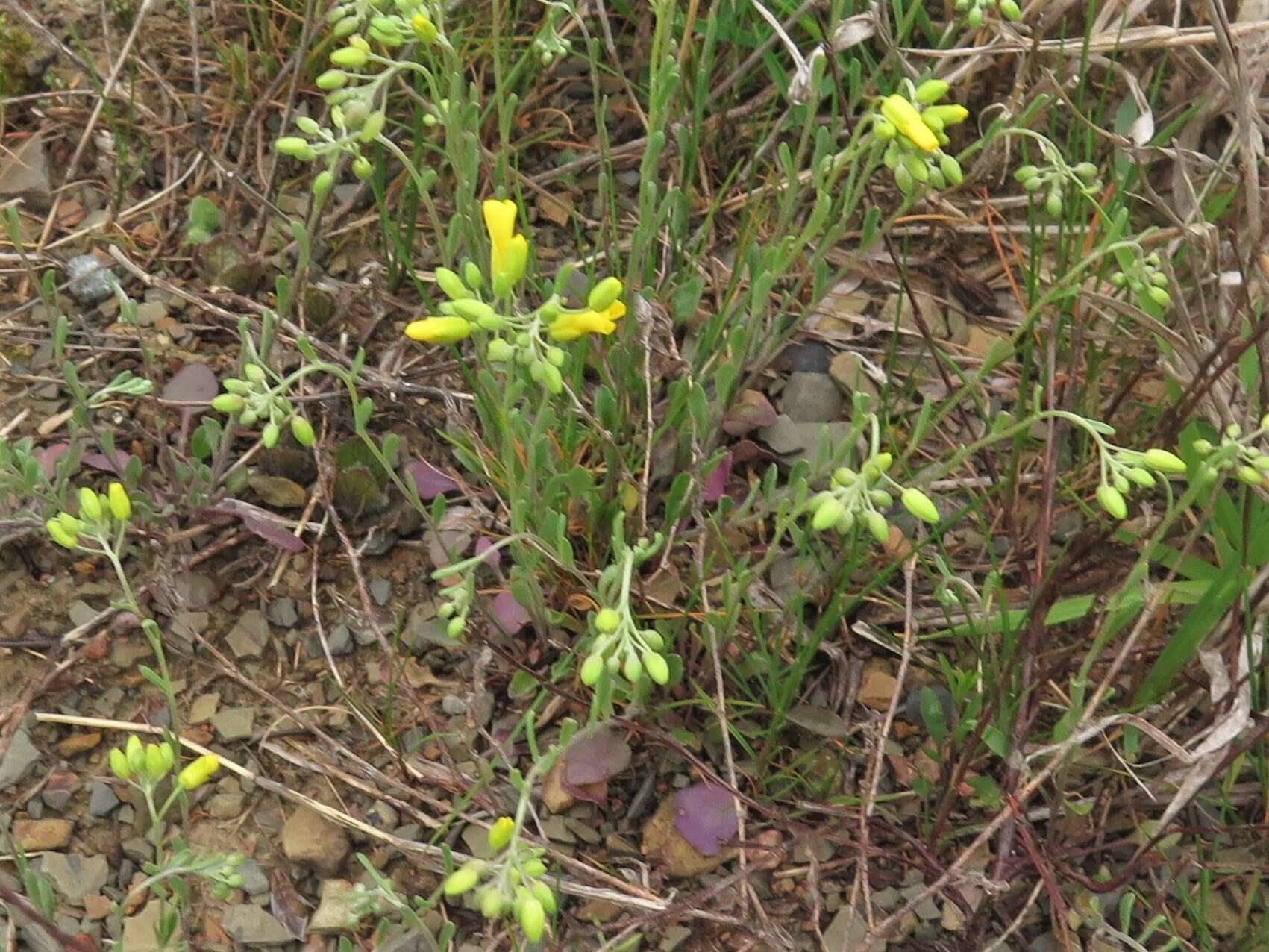 Image of Missouri bladderpod