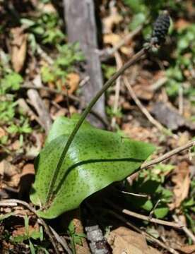 Imagem de Drimiopsis atropurpurea N. E. Br.