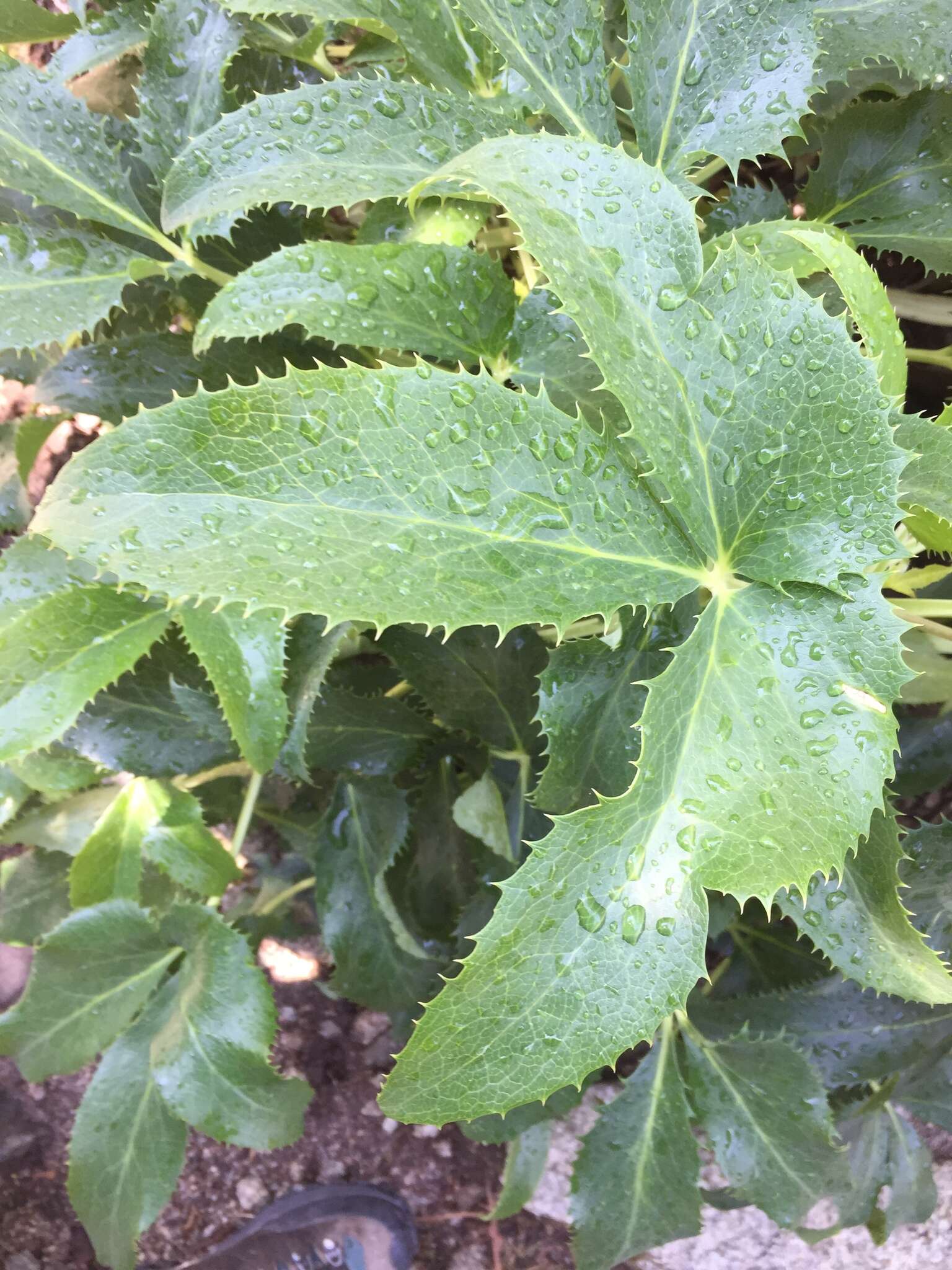 Image of Corsican hellebore