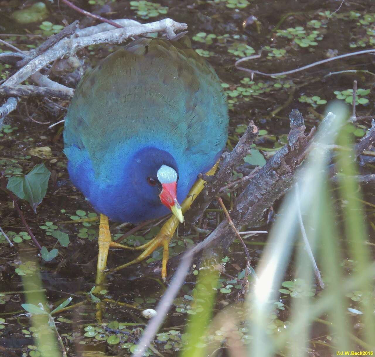 Image of American Purple Gallinule