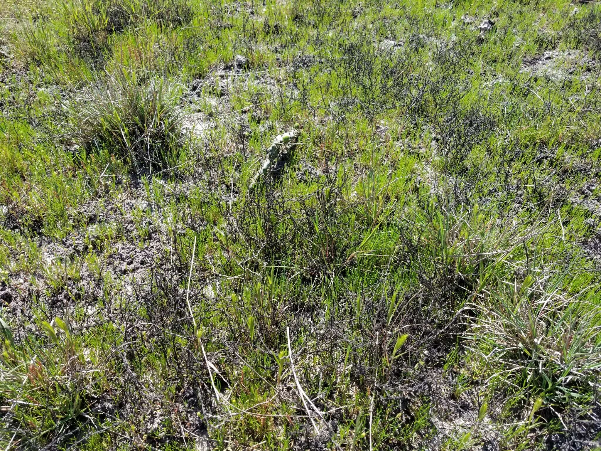 Image of threeflower snakeweed