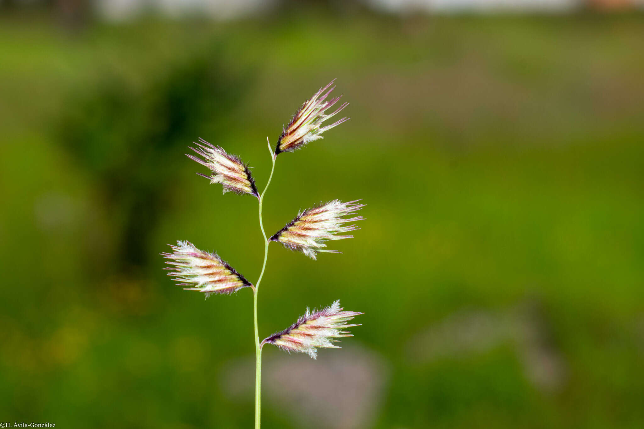 Image of sprucetop grama