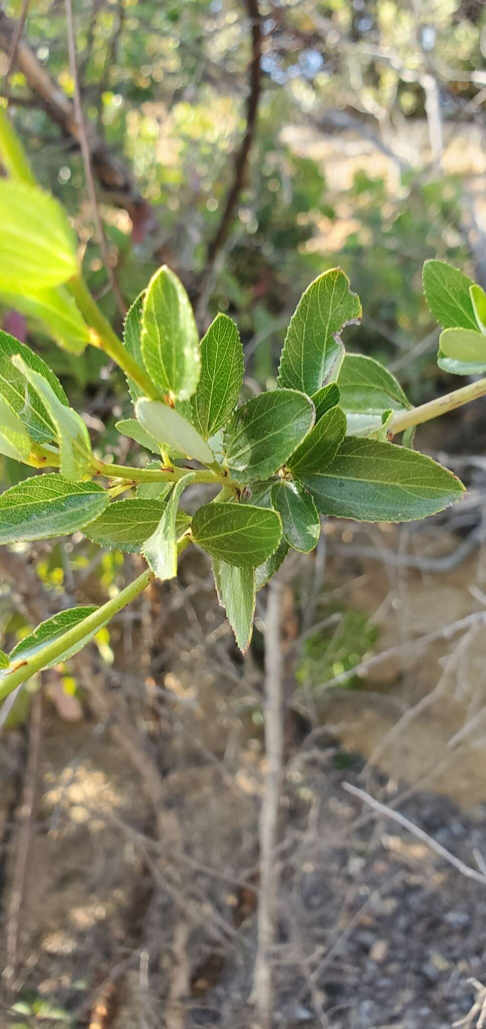 Image of San Diego buckbrush