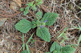 Image de Salvia nana Kunth