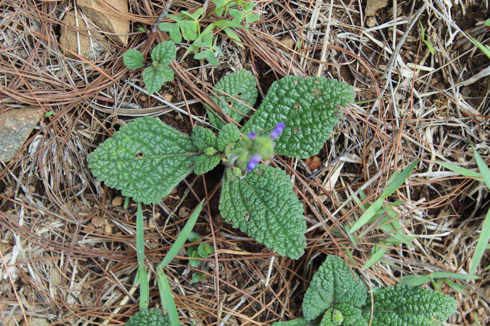 Image de Salvia nana Kunth