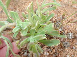 Image of Osteospermum hyoseroides (DC.) T. Norl.