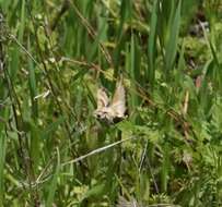 Proserpinus clarkiae (Boisduval 1852) resmi