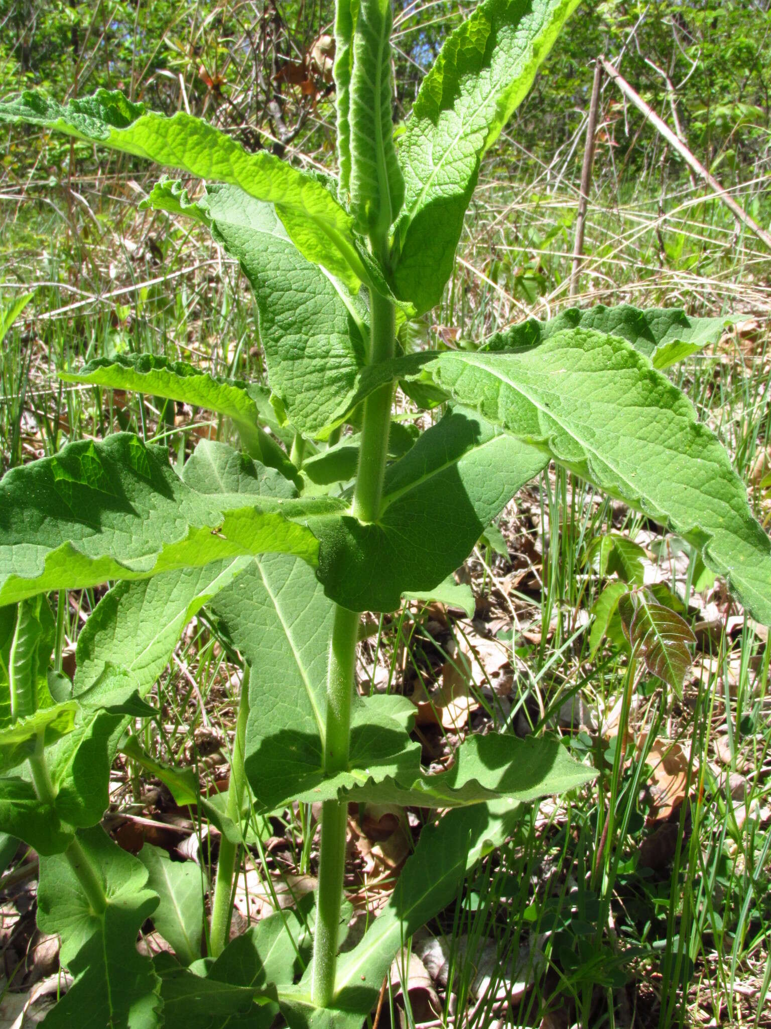 Слика од Triosteum perfoliatum L.