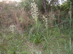 Image of Eryngium eburneum Decne.