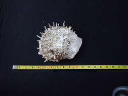 Image of Spinous Scallop