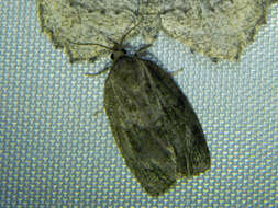 Image of Large Aspen Tortrix