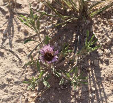 Image of Texas Townsend daisy