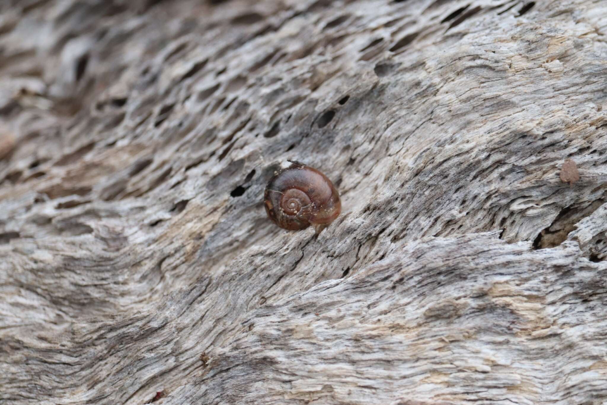 Image of Austrorhytida capillacea (Férussac 1832)