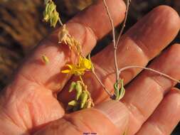 Image of Helianthemum syriacum (Jacq.) Dum.-Courset