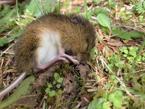 Image of Pacific Jumping Mouse
