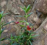 Image of southern bush monkeyflower