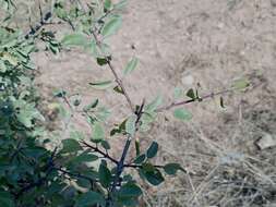 Image of Rhamnus saxatilis subsp. saxatilis