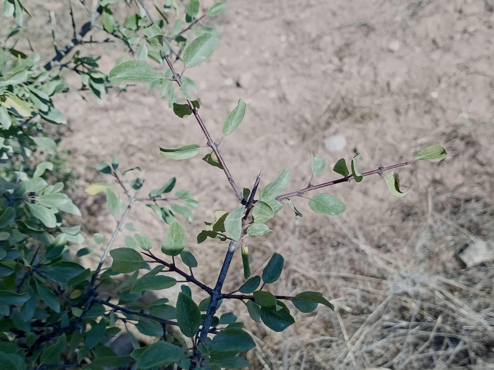 صورة Rhamnus saxatilis subsp. saxatilis