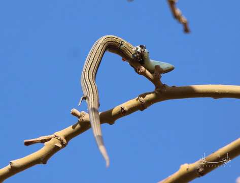 Image of Algerian Three-toed Skink