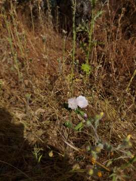 Слика од Malva hispanica L.