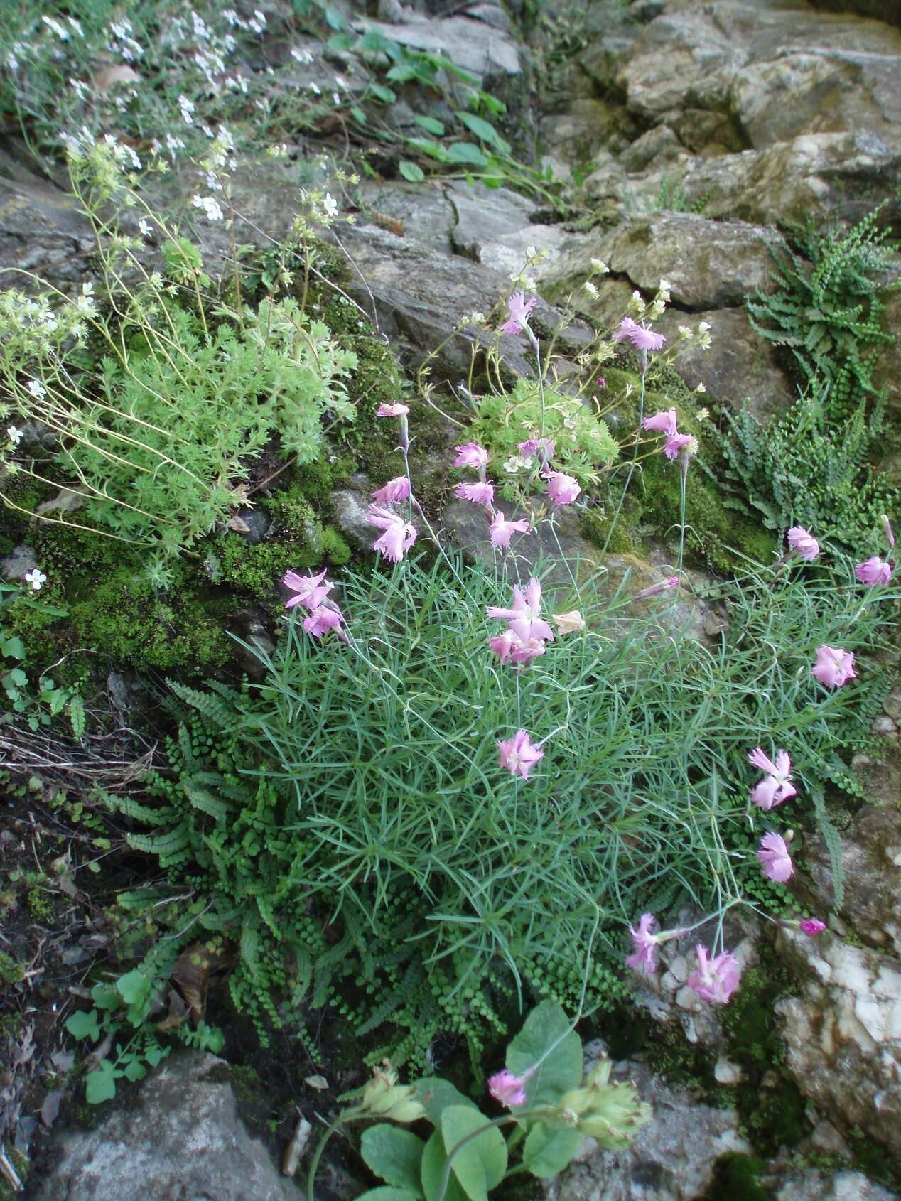 Image of cheddar pink