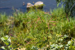 Desmanthus pernambucanus (L.) Thell. resmi