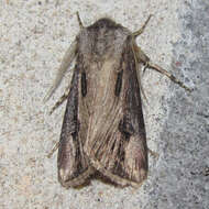 صورة Agrotis venerabilis Walker 1856