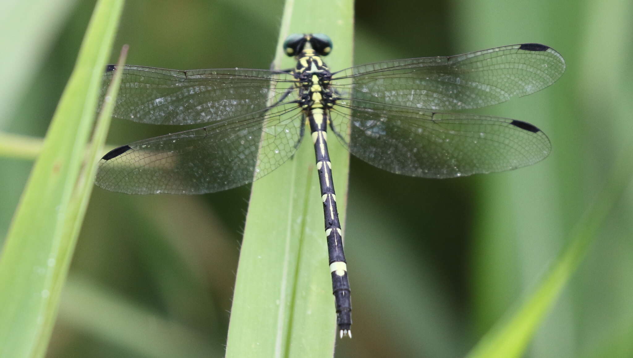 Imagem de Austrogomphus amphiclitus (Selys 1873)